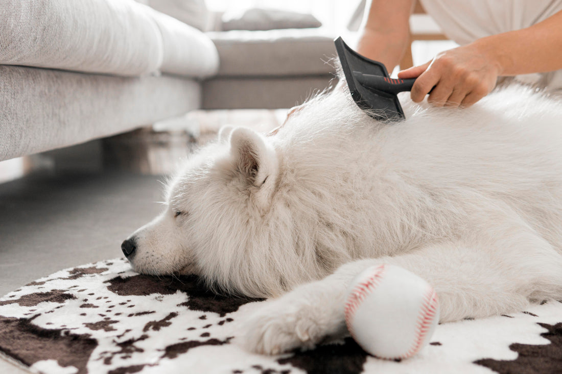 The Ultimate Guide to Dog Grooming at Home