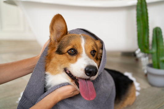 How to Reduce Dog Odor Without Over-Bathing