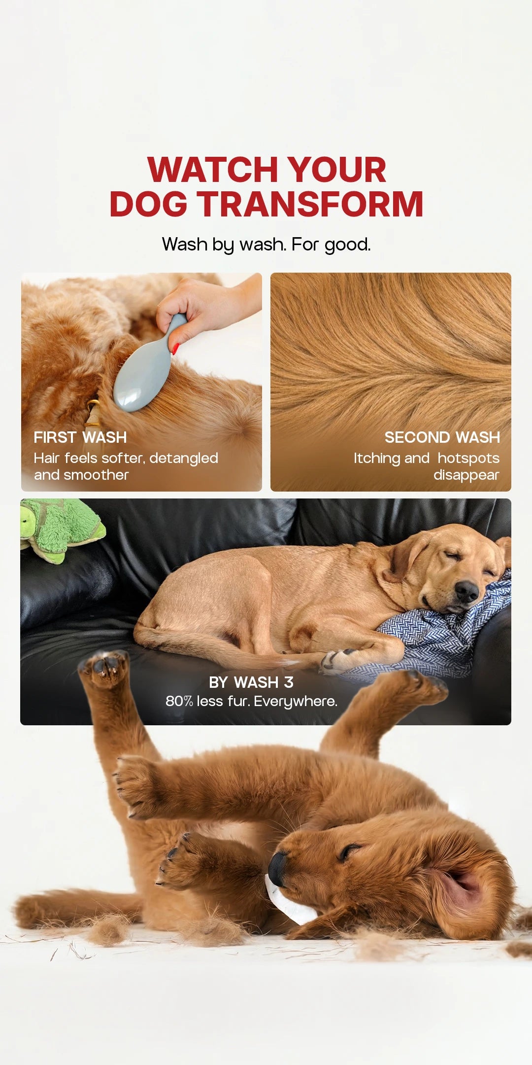 Shampoo - Coconut